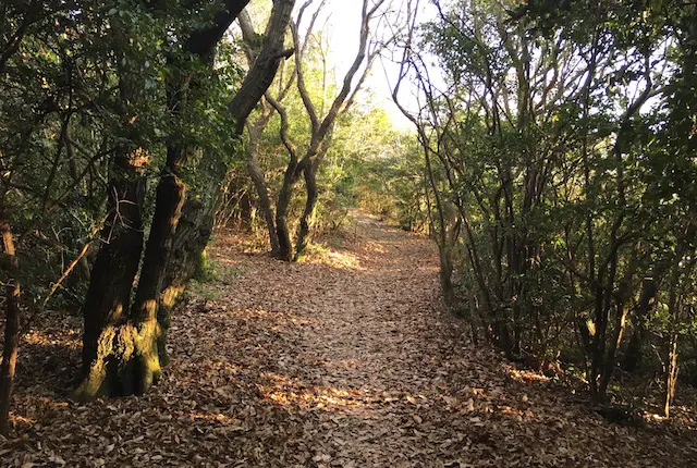 弁天山公園の登山道