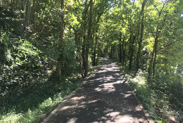 飯高山公園の遊歩道