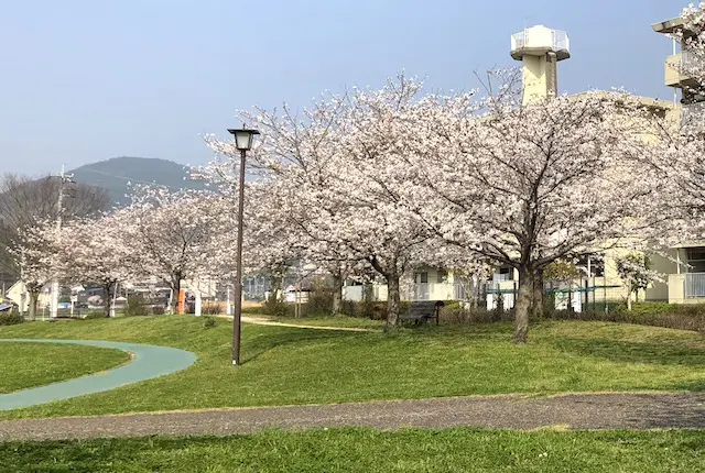 池上中央公園の桜