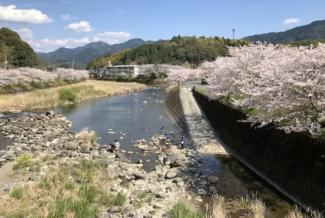 氷川と桜