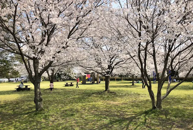 寂心緑地の桜