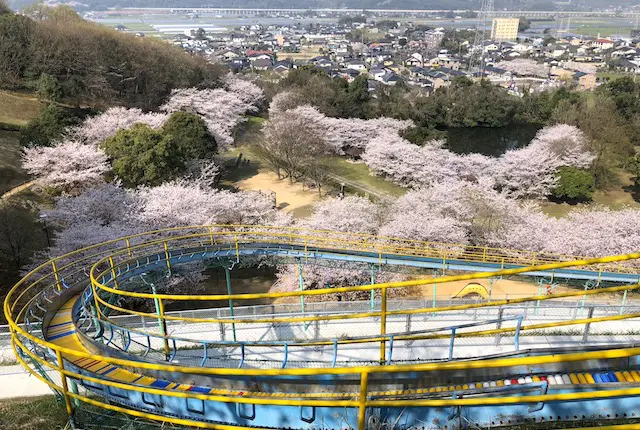 ローラースライダーと桜