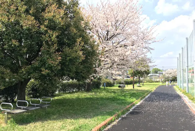 ウォーキングコースと桜