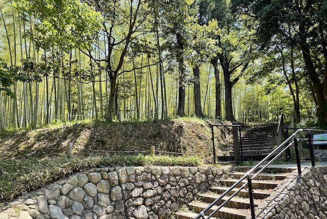 西南杜の湖畔公園の竹林