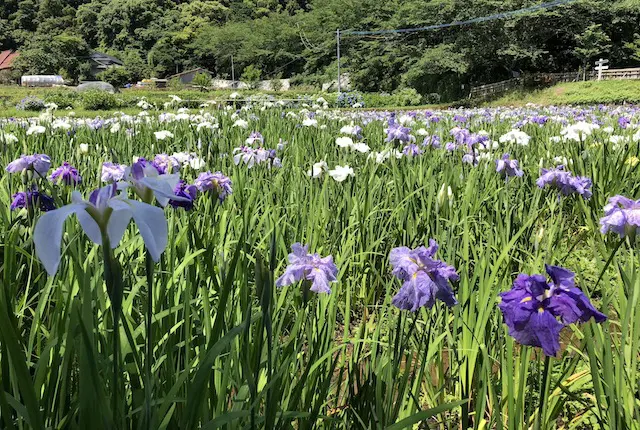 轟水源の花菖蒲