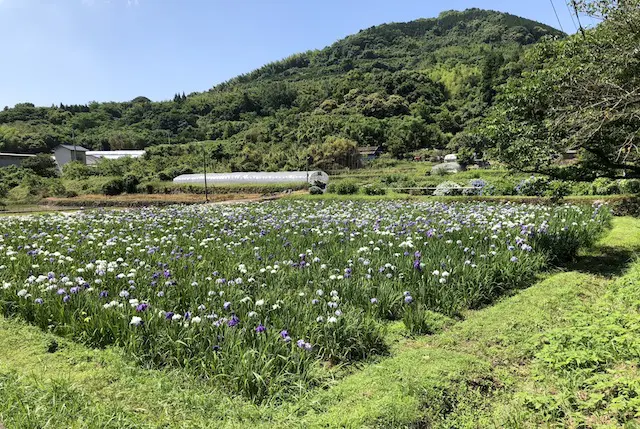 轟水源の花しょうぶ園