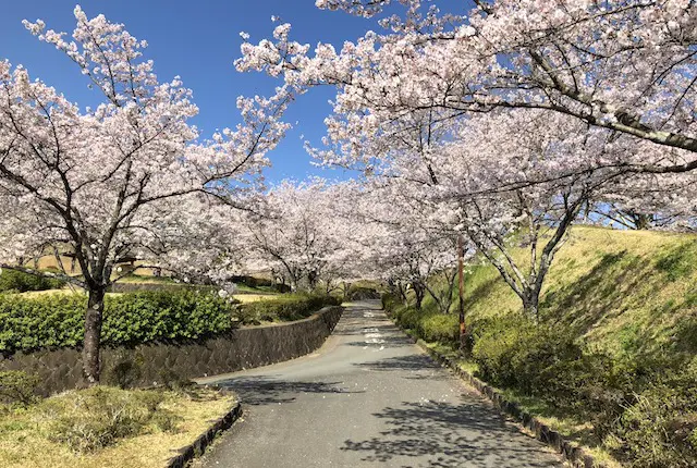 菊池公園の桜