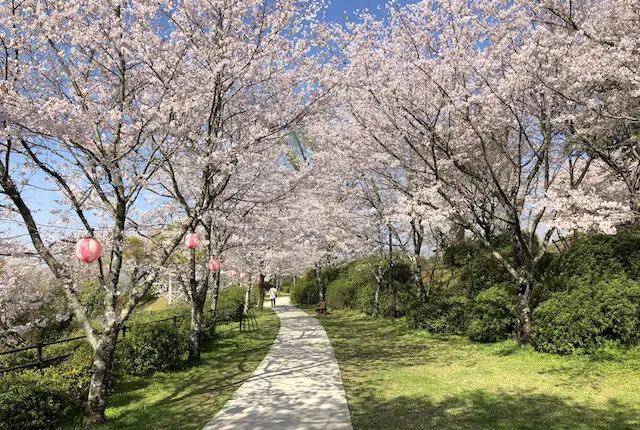 桜祭り