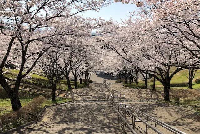 階段の桜並木