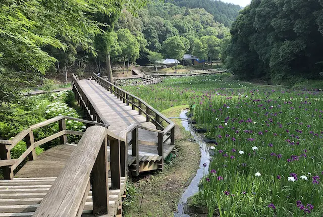 花菖蒲の棚田