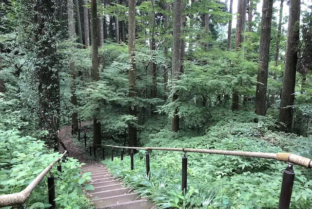 白糸の滝の森