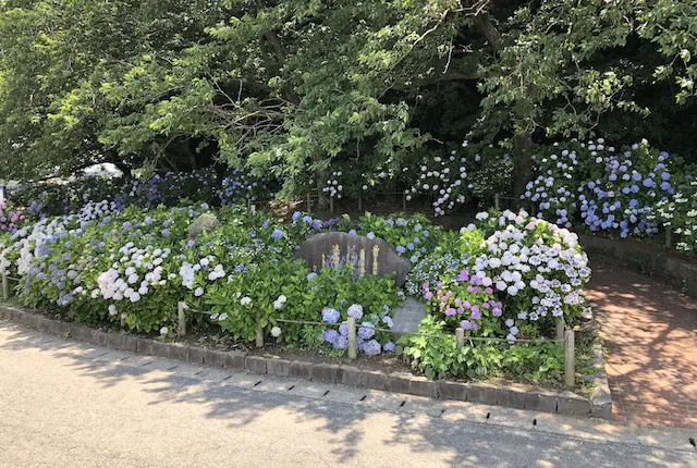 住吉自然公園あじさい園