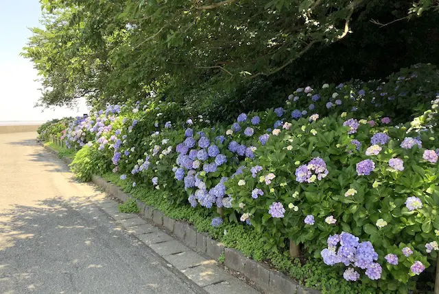 住吉公園の紫陽花