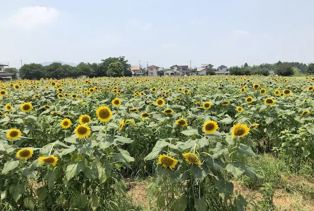 方保田東原遺跡公園の向日葵