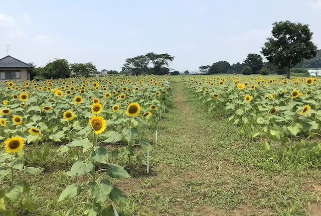 方保田東原遺跡公園ひまわり畑