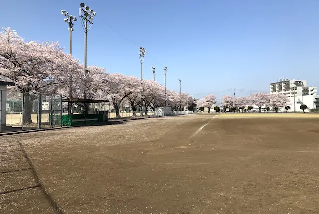 菊陽町民総合運動場の桜