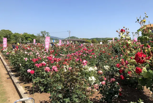 おもやい市民花壇のバラ園