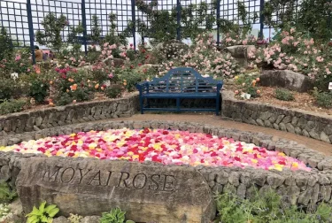 エコパーク水俣バラ園 （熊本県水俣市）