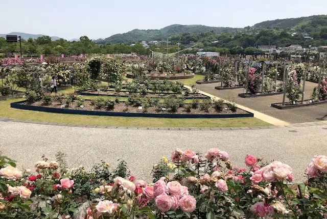 エコパーク水俣バラ園の花の里