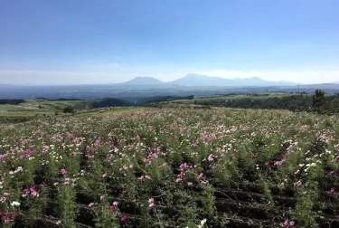 ヒゴタイ公園（熊本県産山村）