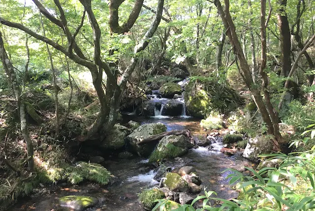 ヒゴタイ公園の渓谷