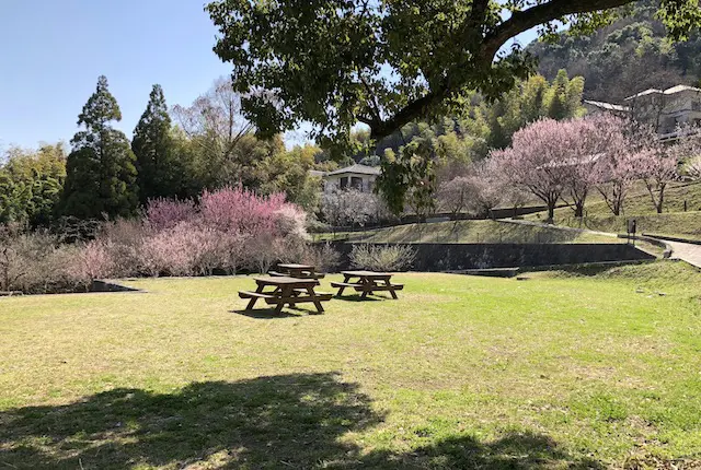 百梅園の芝生広場