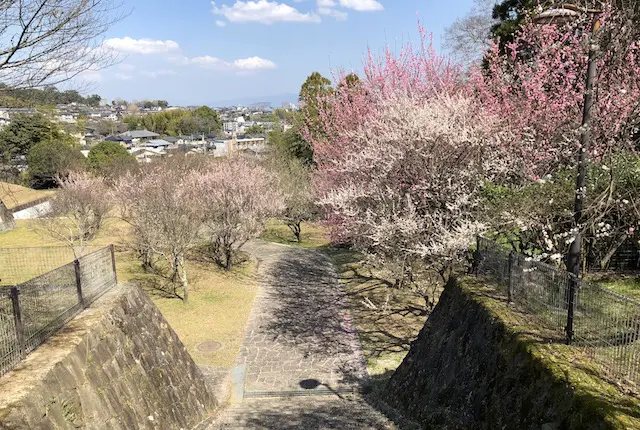 百梅園の梅