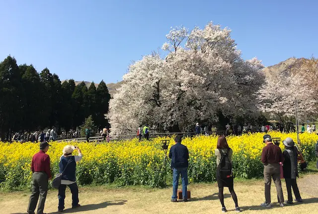 一心行公園の桜と菜の花