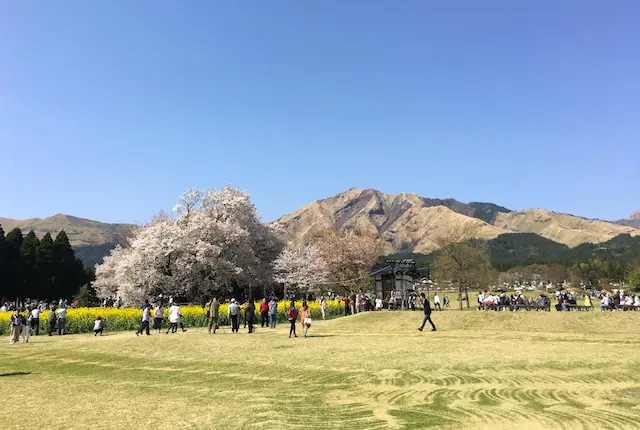 大桜と阿蘇の山並み