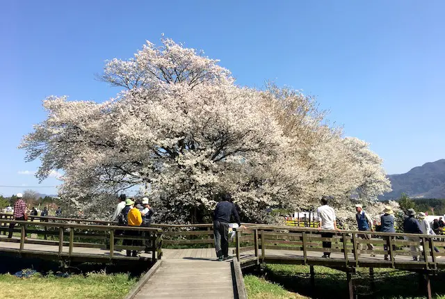 一心行の大桜