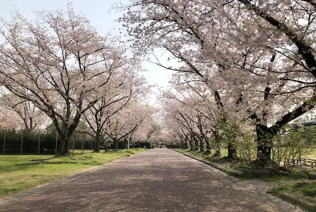 桜並木