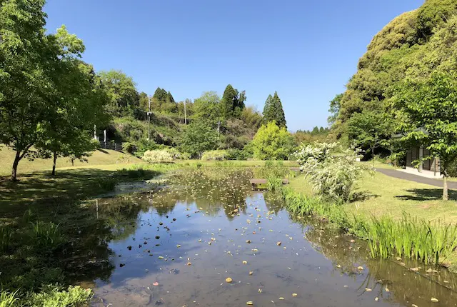 ハス池