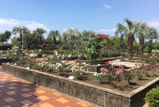 熊本県民総合運動公園のバラ園