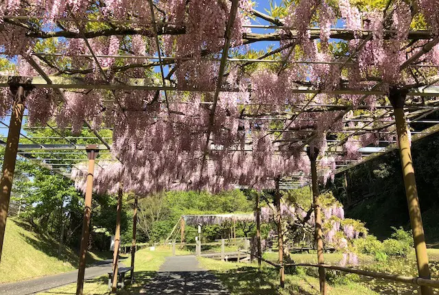 鹿央古代の森公園の藤棚