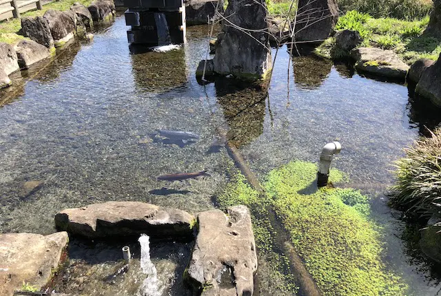 前川公園の水源