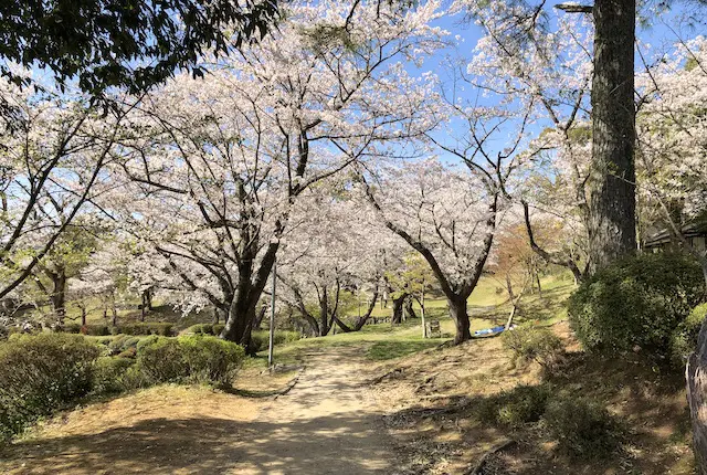 桜の散策路