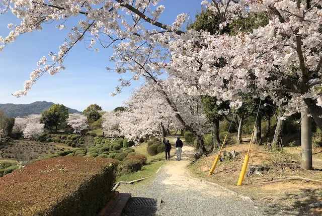 桜咲く田原坂公園