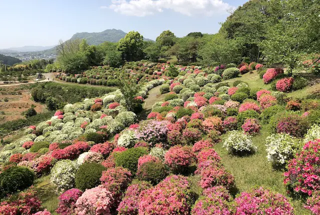 つつじ園