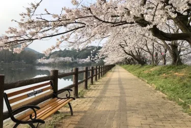 立岡自然公園（熊本県宇土市）桜と釣り人の池畔