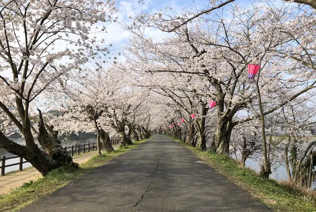 立岡自然公園の桜並木