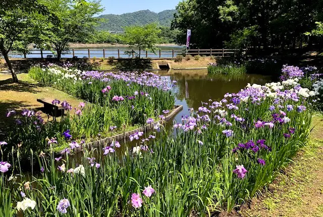 花しょうぶ