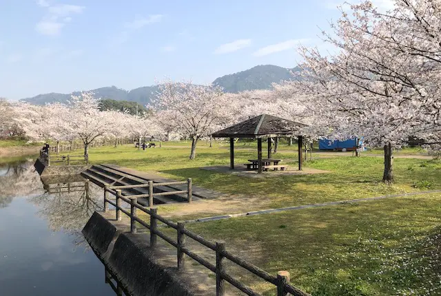 桜と東屋