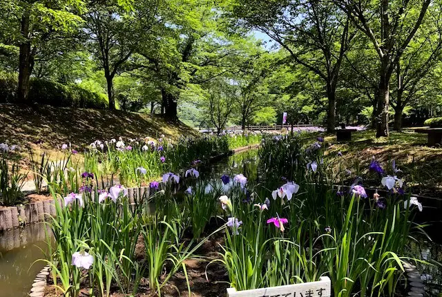 立岡自然公園の菖蒲園