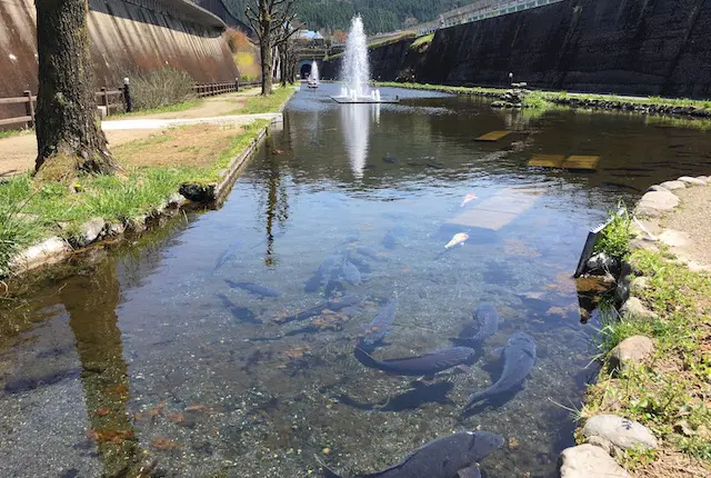 高森湧水トンネル公園の魚