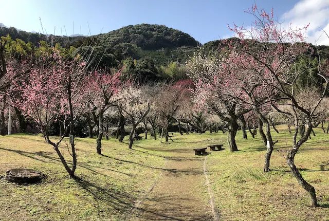 谷尾崎梅林公園の梅まつり