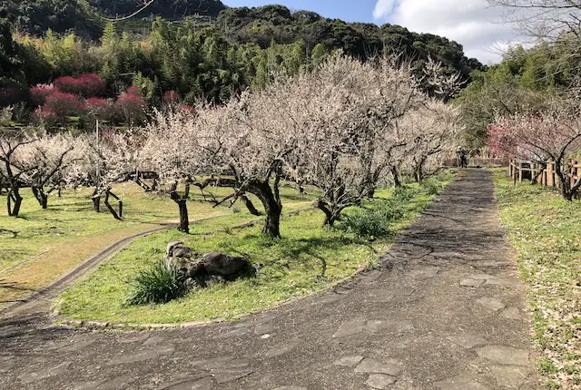 谷尾崎梅林公園の遊歩道