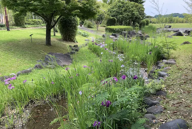 エコパーク水俣竹林園のハナショウブ