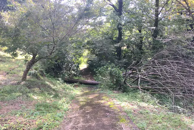 蛇ノ尾公園の倒木