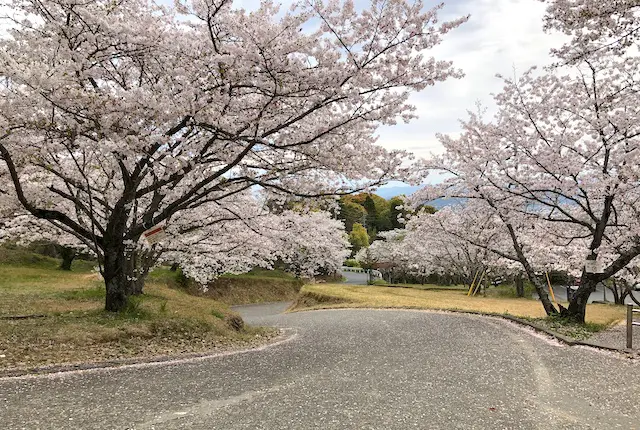 不知火グラウンドの桜