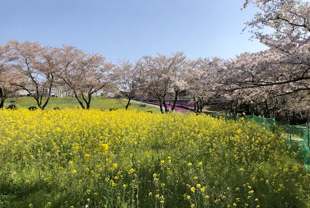 菜の花と桜